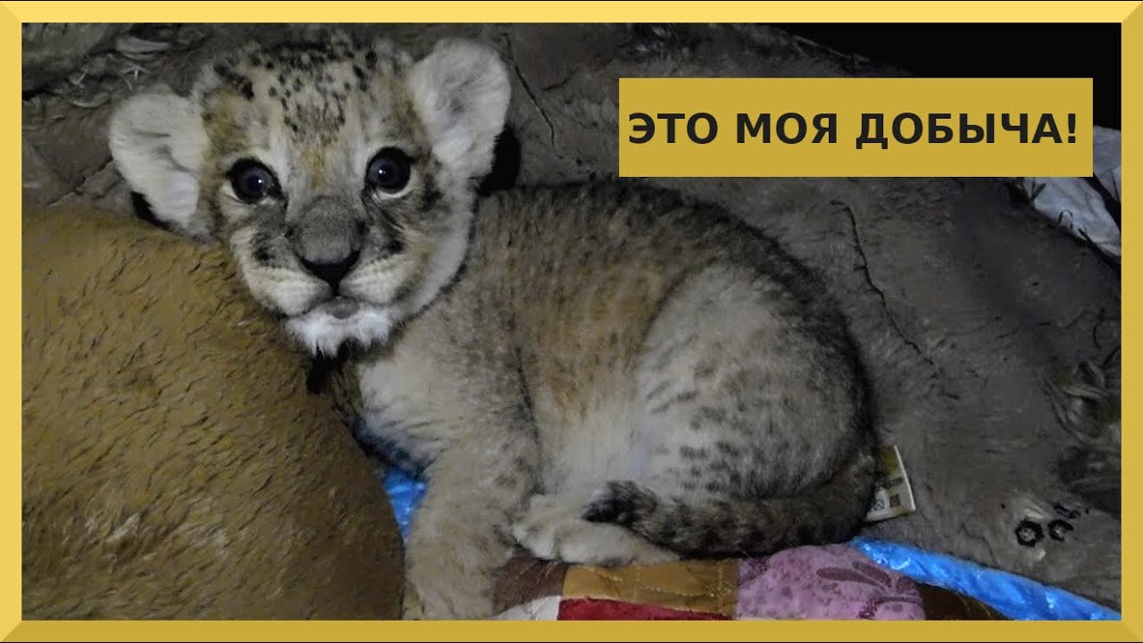 Свирепая львица на охоте :