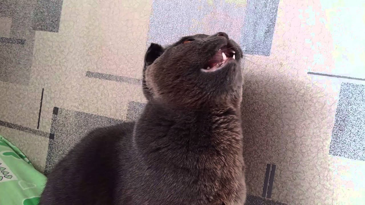 Кот - кузнечик