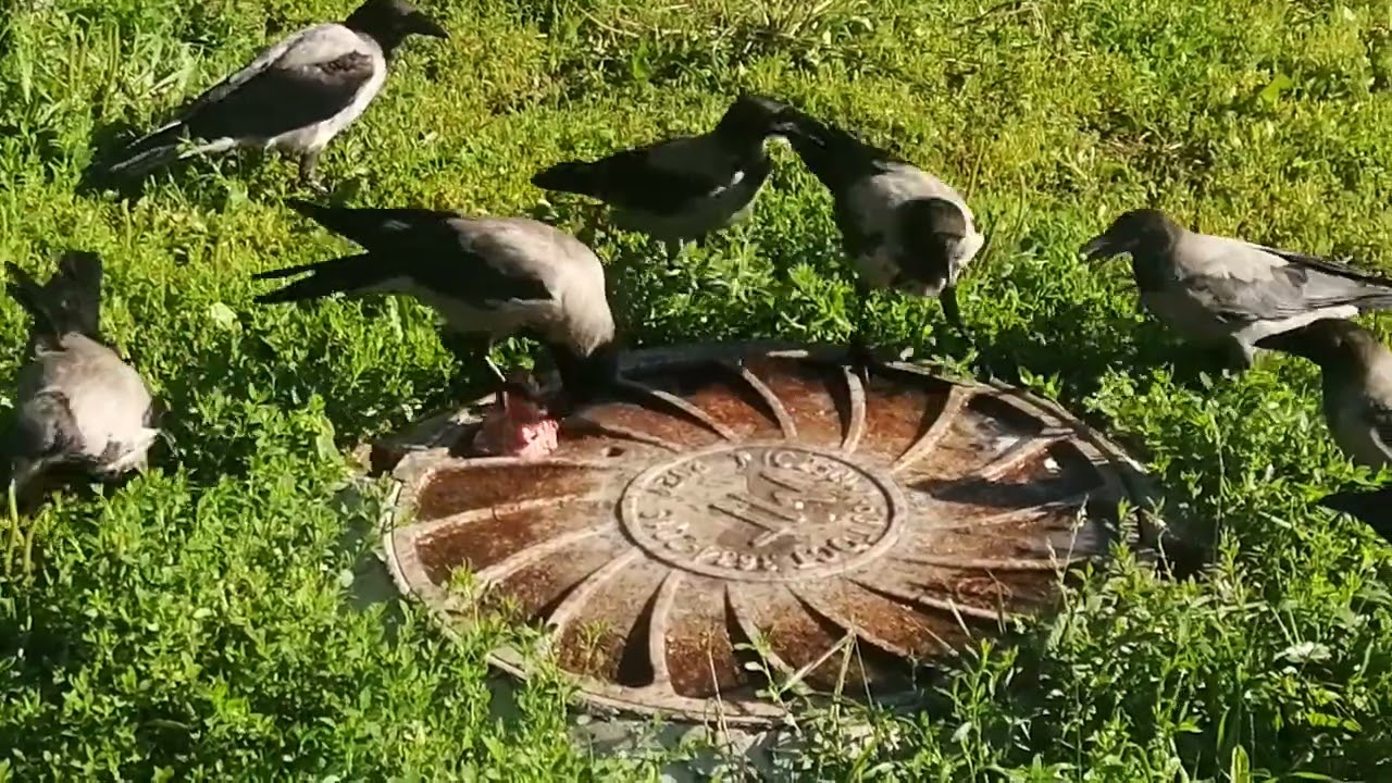 Вороны. Один ест остальные смотрят  Hooded crow. One eats the rest are waiting