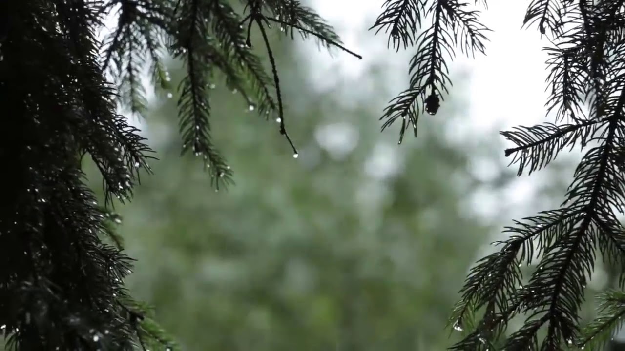 Лесная природа и дождь  Nature of the forest and the rain