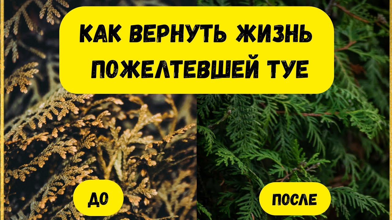 ПОЖЕЛТЕЛА ТУЯ?ВОТ ЧТО НУЖНО СДЕЛАТЬ.