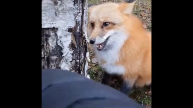 Лиса в городском парке. Fox in the city park.