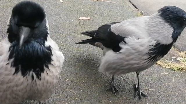 Встреча 2х конкурентов. Звуки недовольства #вороны /These Ladies Can't Stand Each Other. Crow Sounds