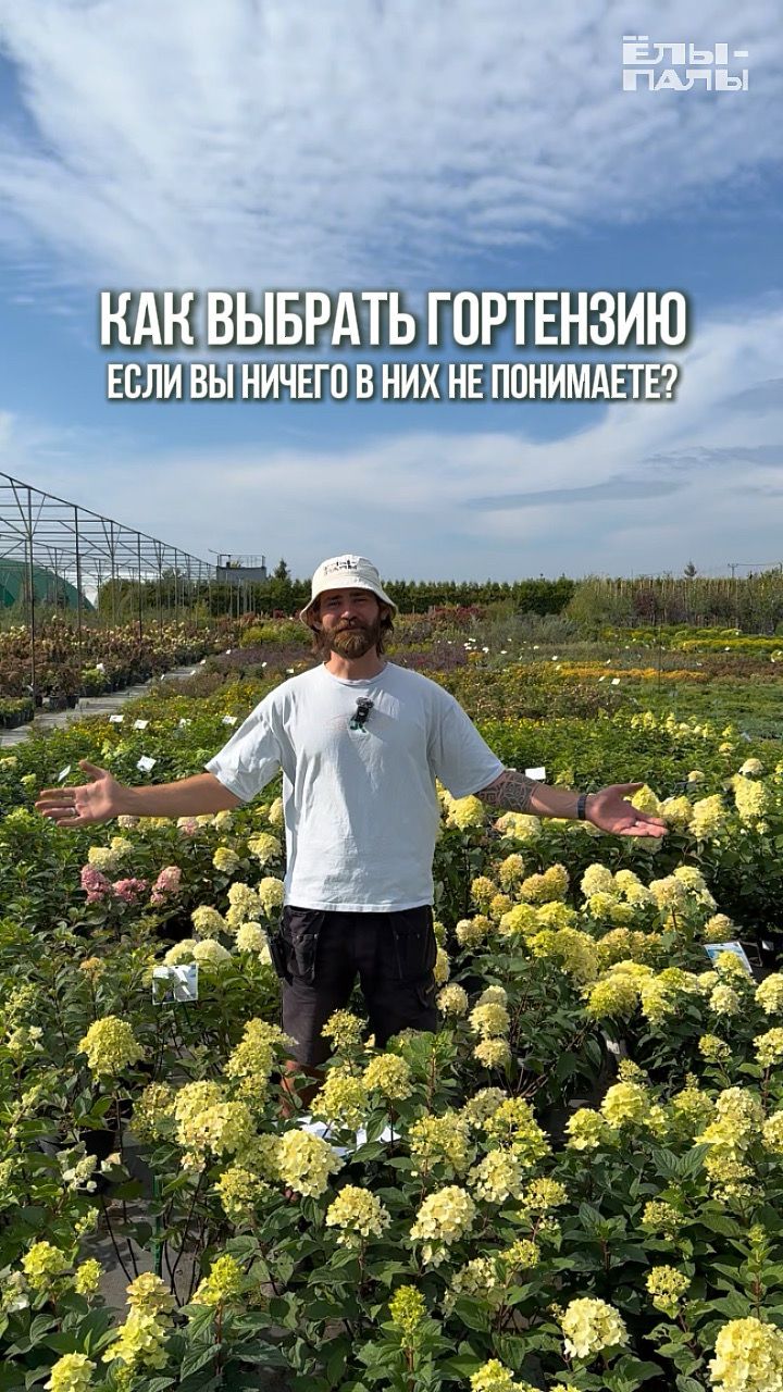 Как выбрать гортензию если вы в них ничего не понимаете