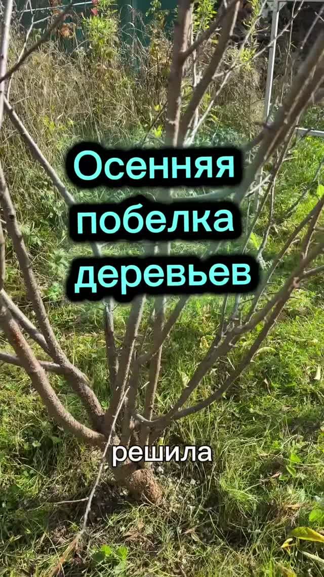 Как белить деревья на зиму