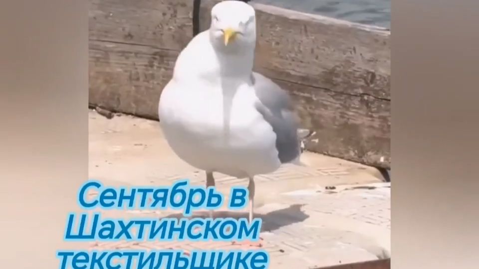 Сентябрь в Шахтинском текстильщике