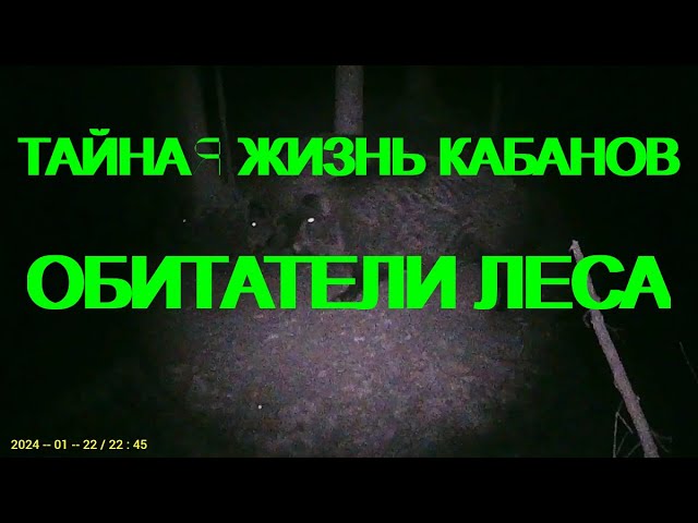 Тайная жизнь кабанов  обитатели леса