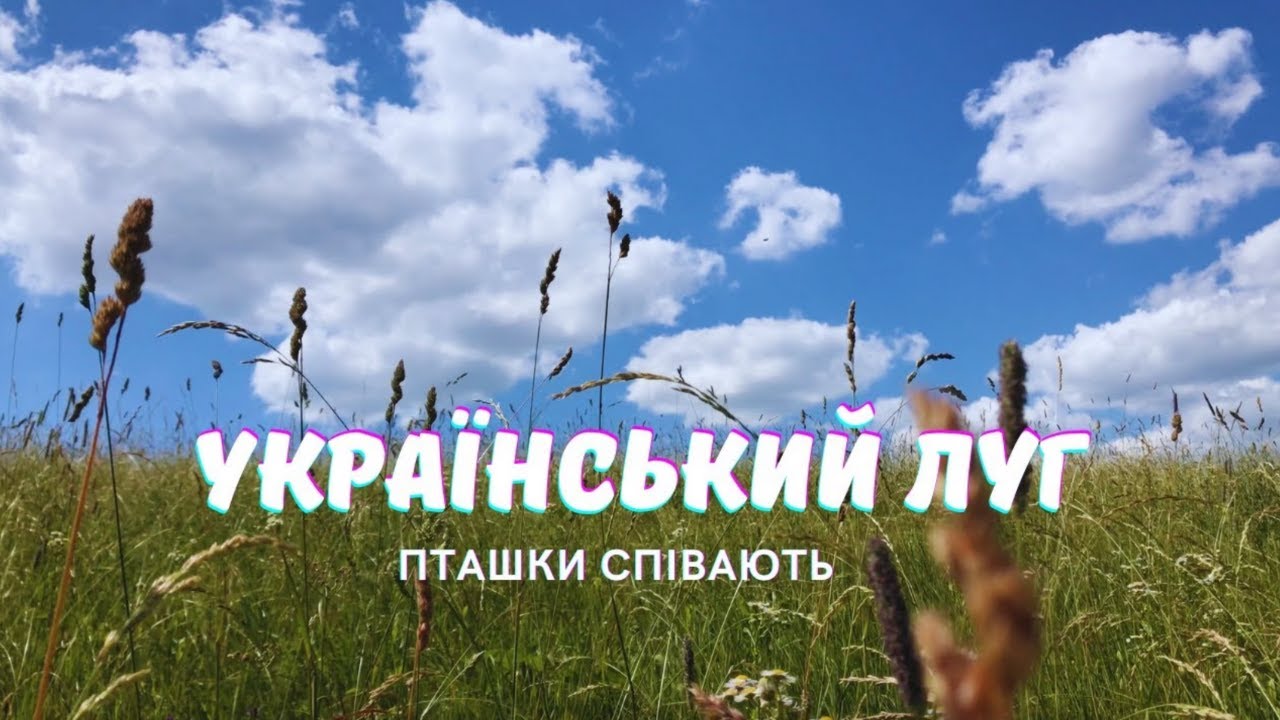 Український луг. Співають пташки. Звуки природи #звукиприроди #цілющізвуки #співаютьпташки