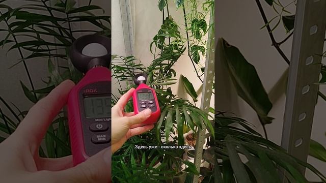 Как точно определить хватает ли растентям света?