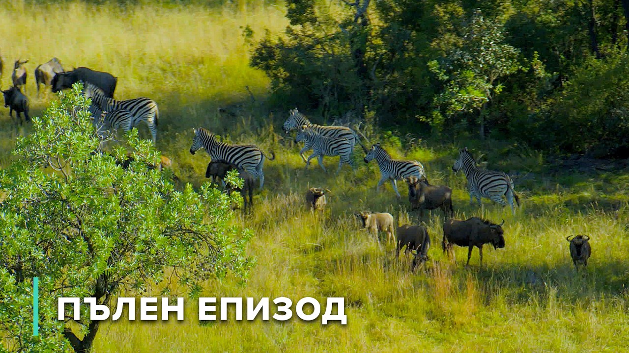 Тревопасни и хищници от Уотърбърг  Дивите пейзажи на Африка 101