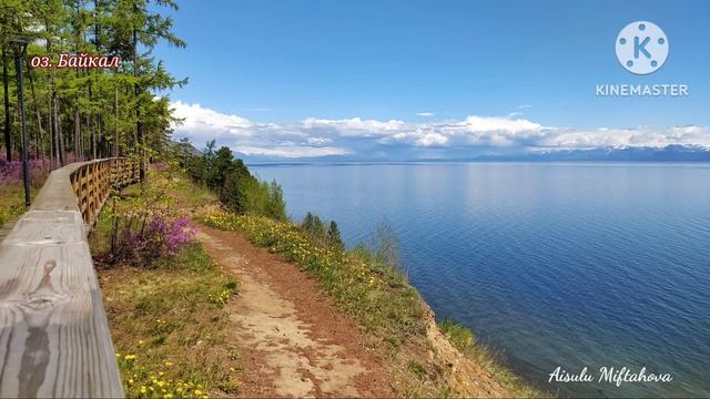 Цветущая природа у Байкала. Багульниковый рай релакс багульник