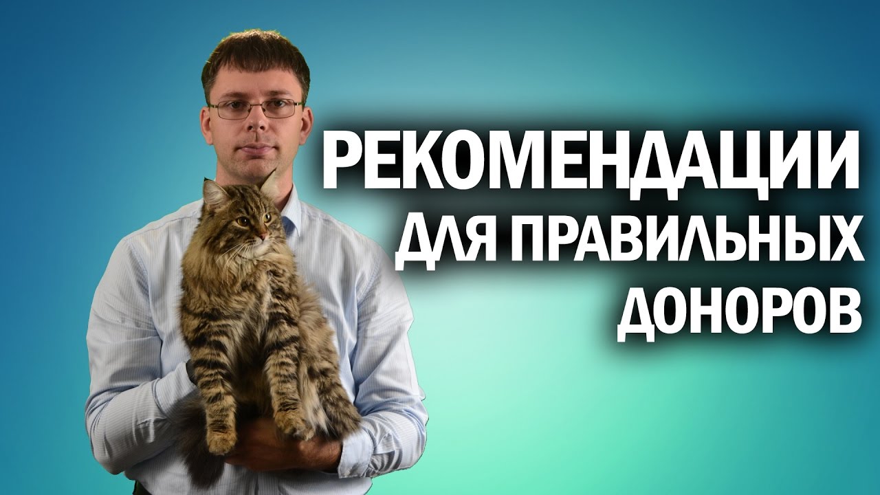 Рекомендации донорам  Как сдавать кровь и плазму  Канал Kotov Live