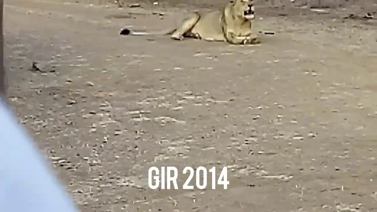 Gir Lion RoaringGir ForrestIndion Lioness