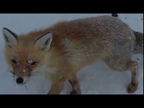 Лиса в суровых условиях высокогорья. Fox in the harsh highlands.