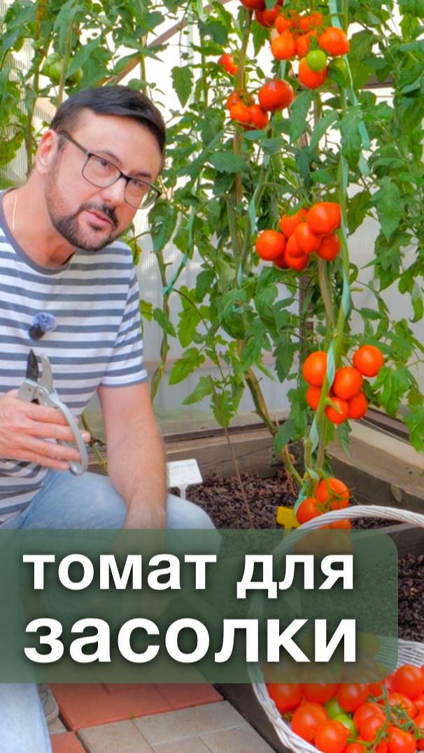 Томат, который не портится