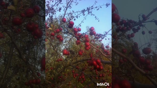 Природа родного края