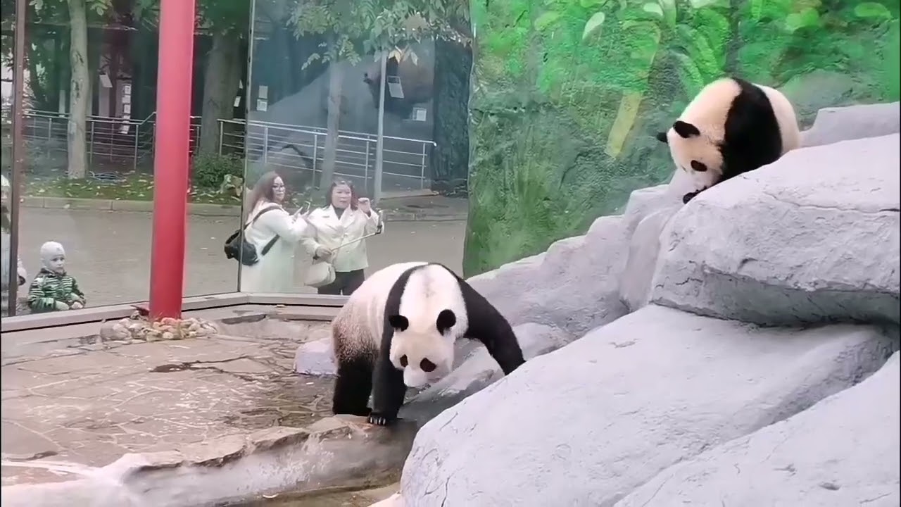 МаМуся ты Не уСтала меНя конТролиРовать А? МоскоВский зооПаркDinDin aNd bAby MOScow zOo