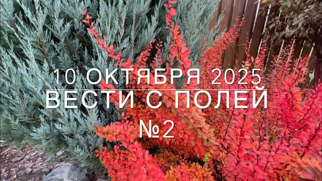 Вести с полей выпуск 2. 10окт2025