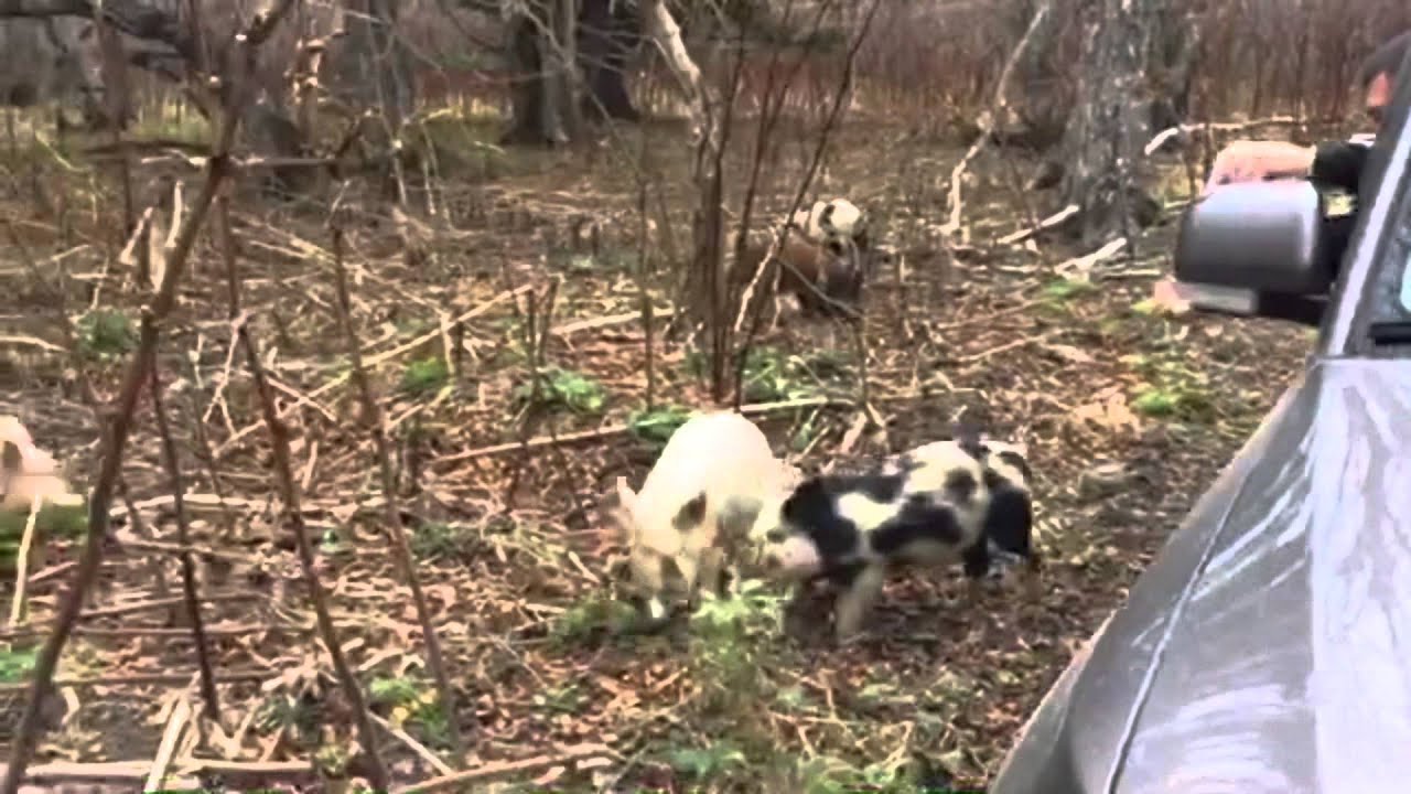 Маленькие дикие кабаны на Евстафия