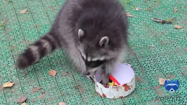 Енот играет с арбузом и примеряет очки