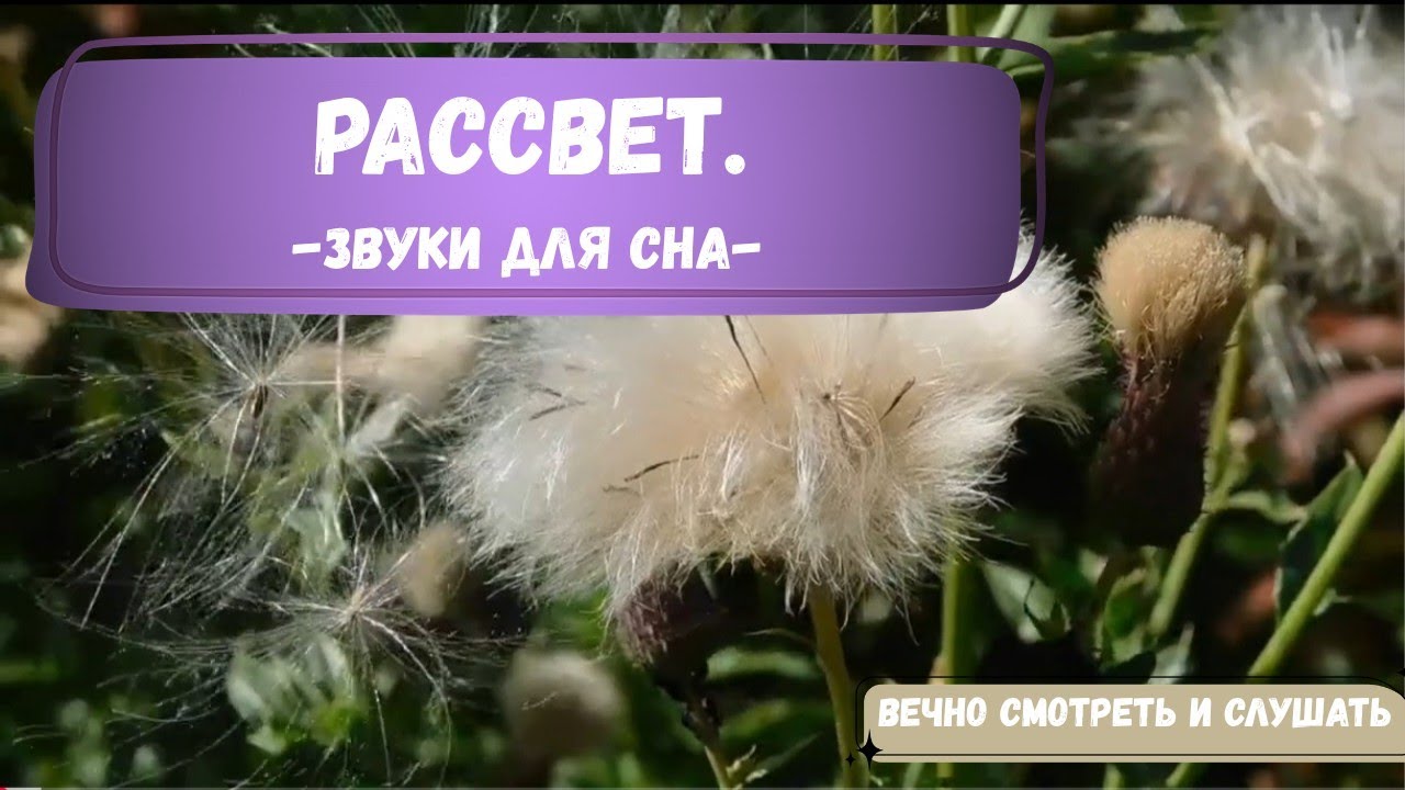 Рассвет в поле с одуванчиками  Музыка для сна и медитации