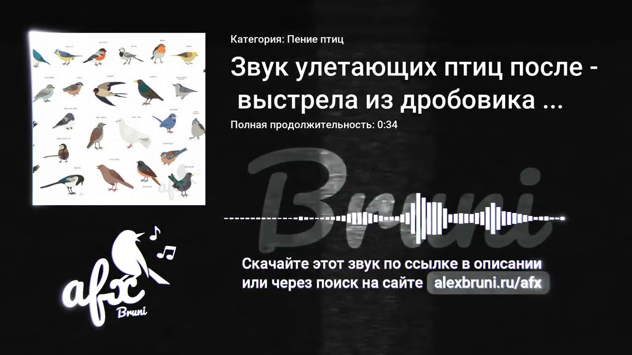 Звук: Звук улетающих птиц после выстрела из дробовика вороны