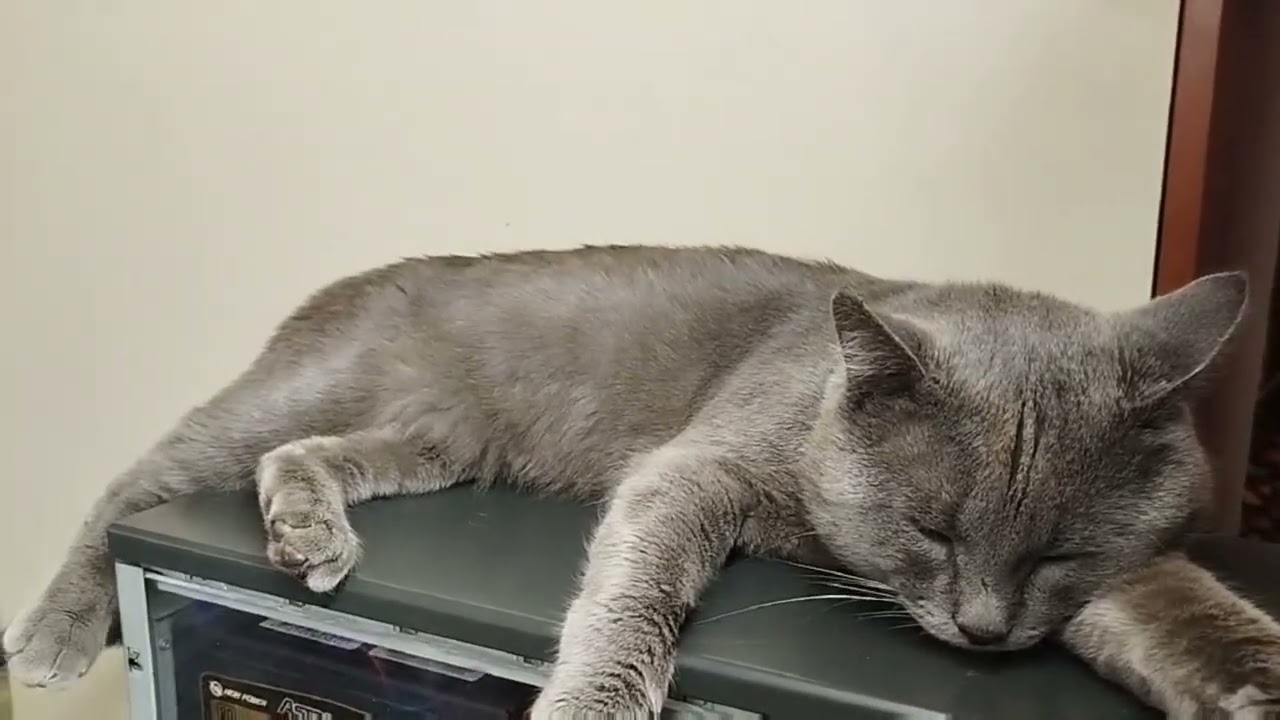 Как кот на компьютере греется How a cat warms up on a computer computer cats