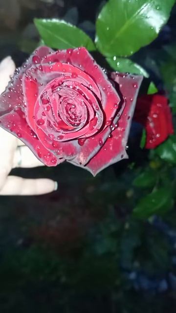 Каждая женщина  это цветок 
