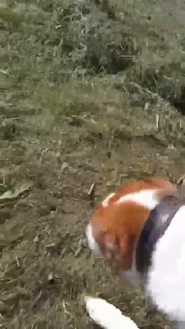 САО Скаю  нужен ветмедин   Пост в описании  dog собака алабай любовь сао друг