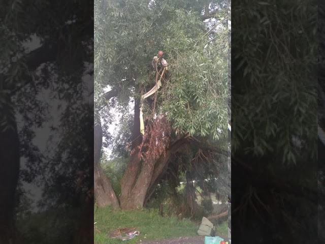 Пьяный лев на дереве