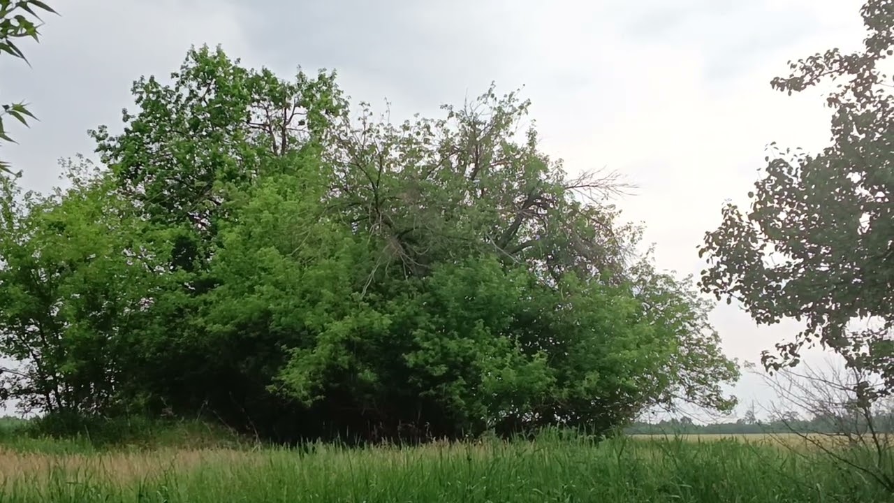 Голос кукушки. 10.06.25