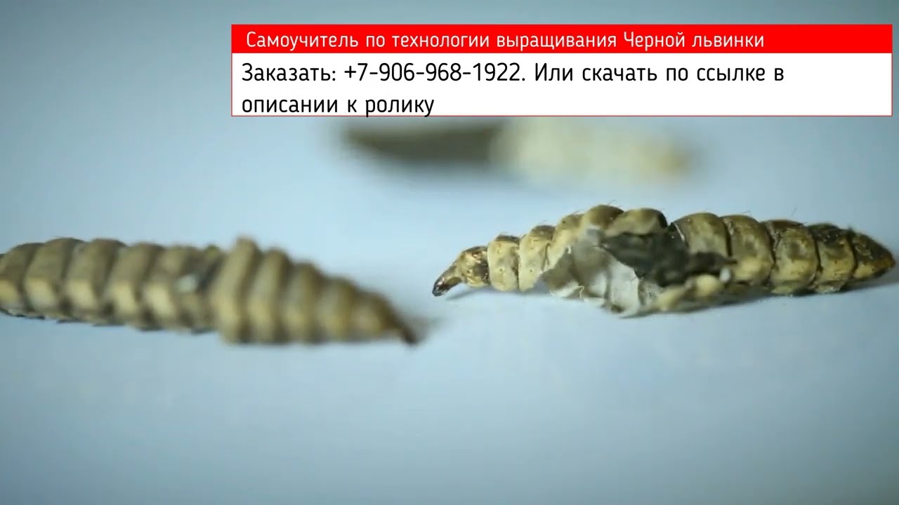 Технология выращивания мухи Черная львинкаЧерный солдат. Скачать книгу в описании