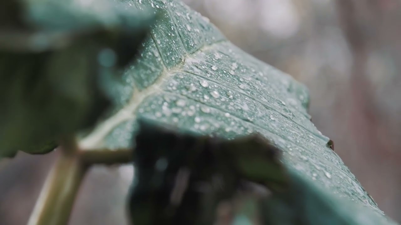 Звуки дождя на фон телефона или телевизора.