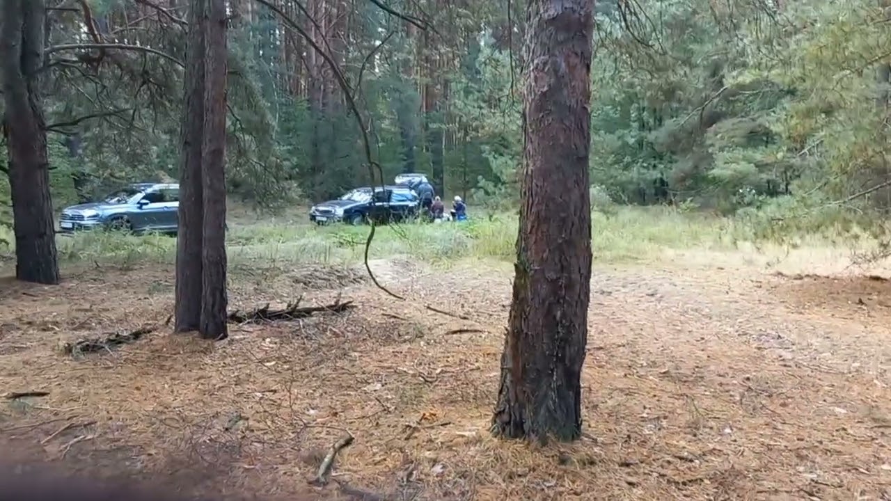 Дорога в лесу и из леса.