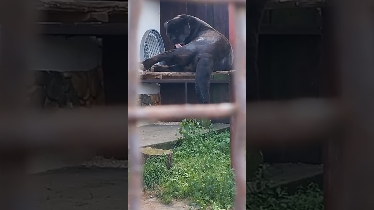 Черный ягуар . Никогда не знали что он так громко кричит