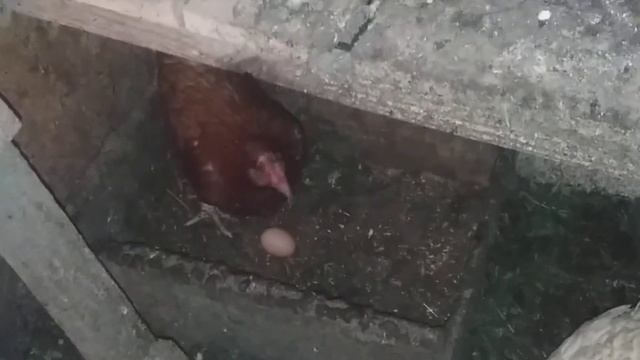 Короткое видео курочка снесла яйцо и звук подала