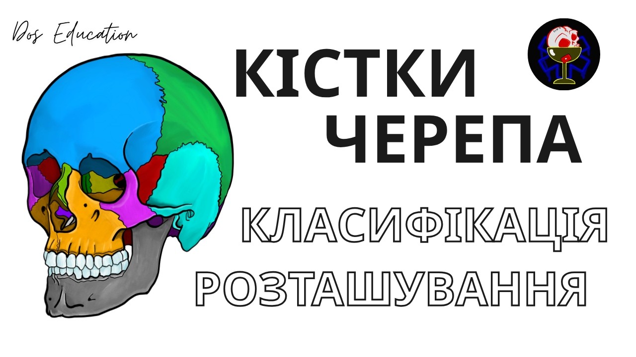 Кістки черепа: Класифікація та Розташування | Класична остеологія