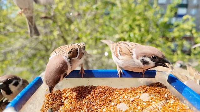 Воробьи в кормушке весной