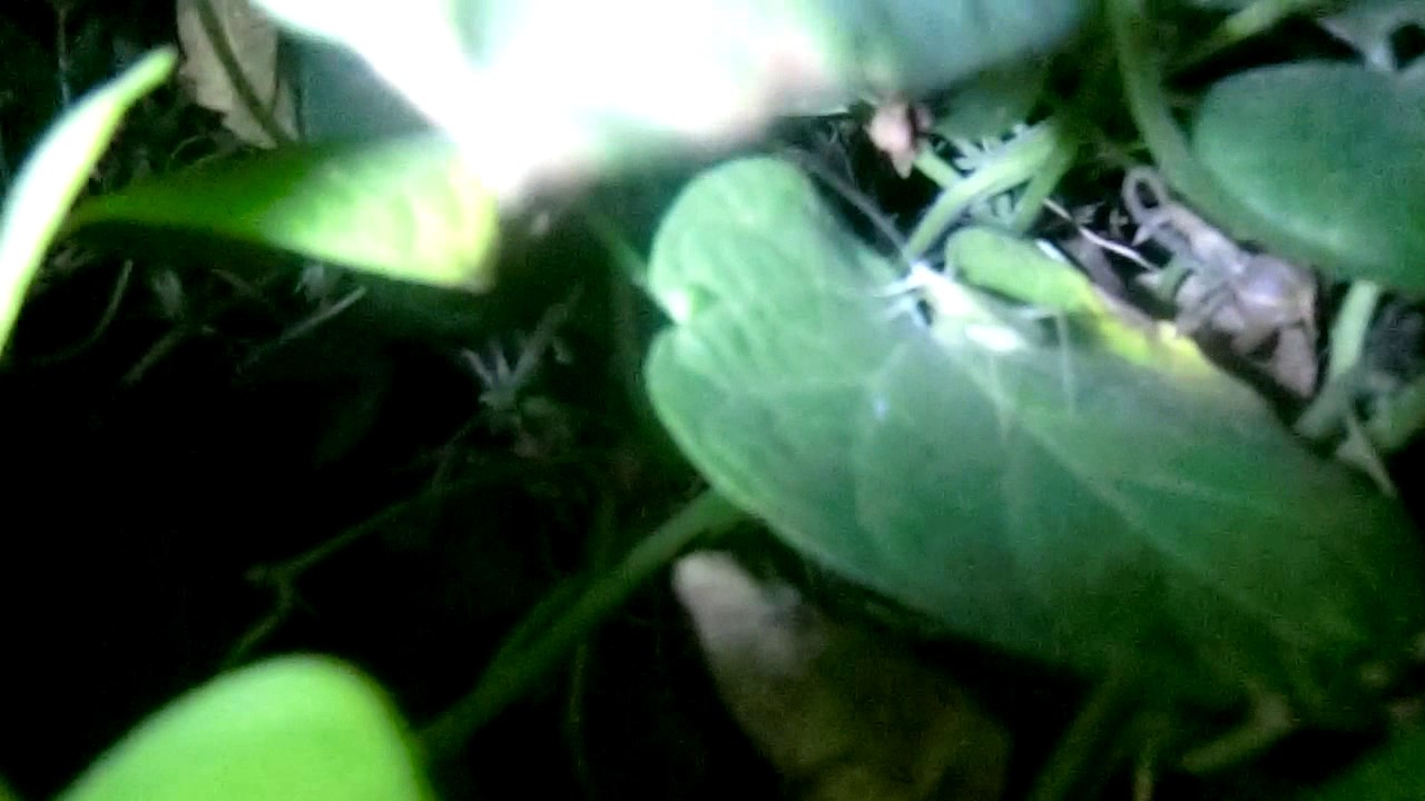 Копия видео 