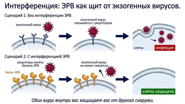 8 вашей ДНК  это вирус. И именно он сделал вас человеком