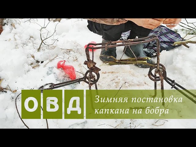 Зимняя постановка капканов на бобра