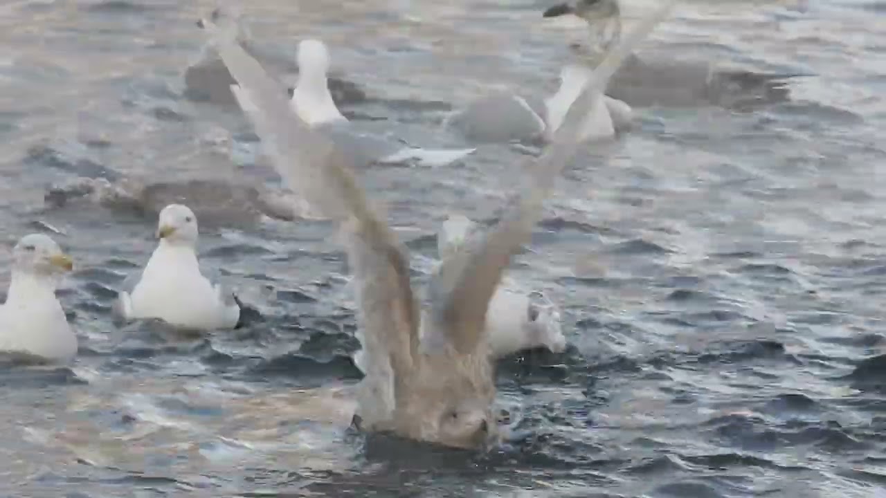 Бургомистр Гатчины Larus hyperboreus и другие чайки 25.01.26