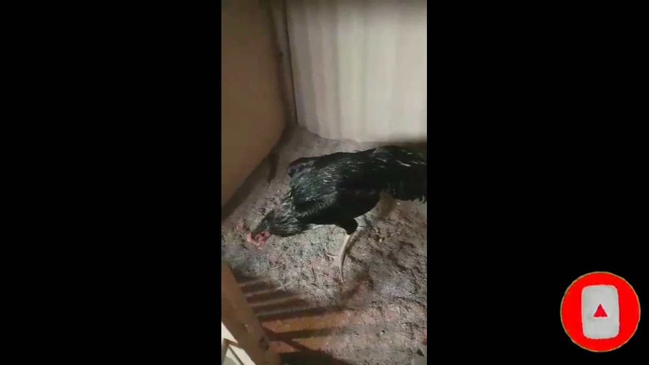 чинакам ишквозлар Зотдор хороз жанг бой петушь