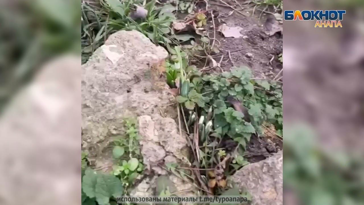 В Анапе раньше срока распустились первые подснежники