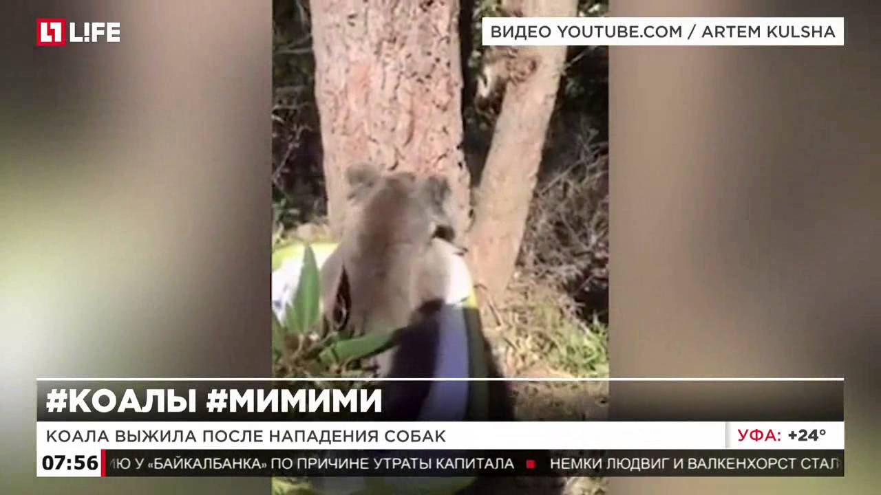 Коала стала звездой Интернета после видео о возвращении в природу