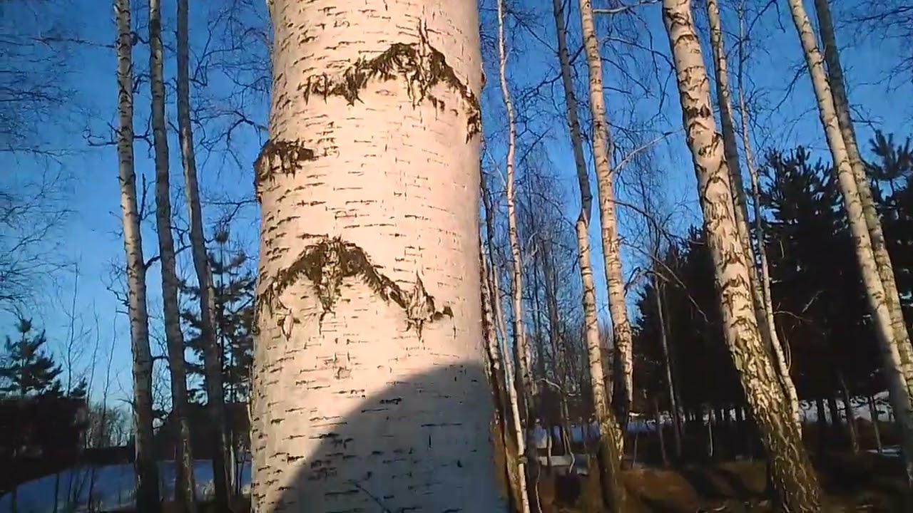 Лес прогулка лесная видео весна ручьи