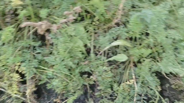 От морковки не ожидала такого выхода.Урожай удивил.Копаю морковку и свёклу 28.09.26.