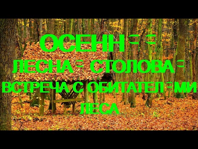 Осенняя лесная столовая , встреча с обитателями леса