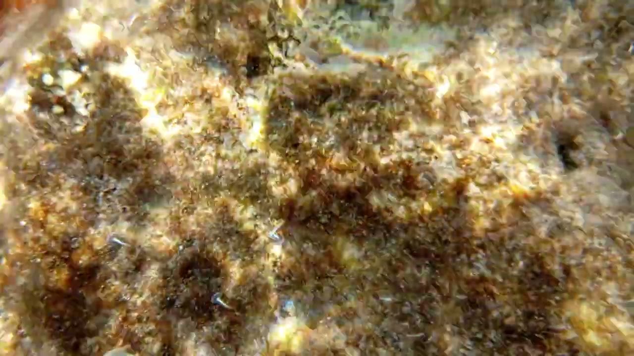Анемоны крупным планом