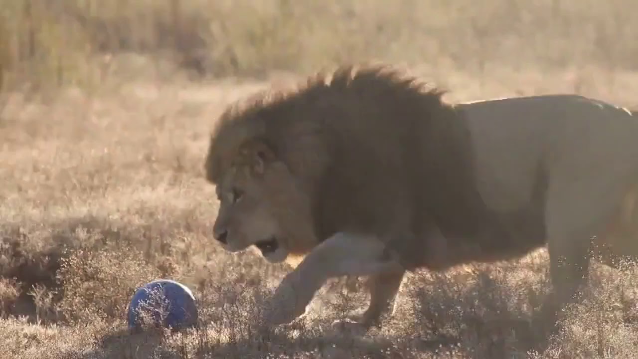 Lion Runs With Boomerball, Slowmotion